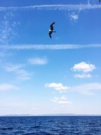 Bird flying over sea