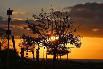 Silhouette of trees at sunset