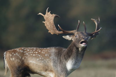 Reindeer standing on land