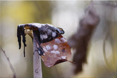 Close-up of mushroom 