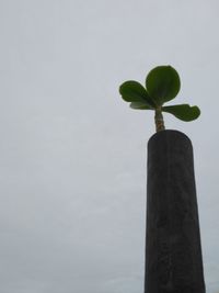 Low angle view of tree against sky