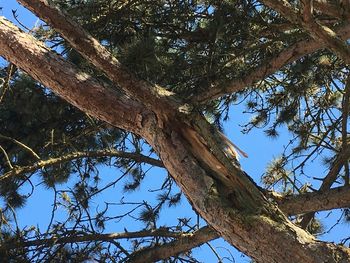 Low angle view of tree against clear blue sky