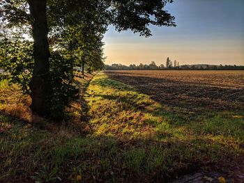 Trees on field against sky during sunset