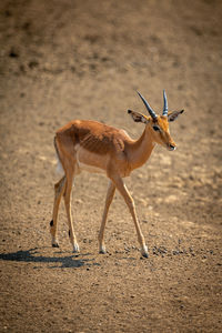 Young male common impala walks in sunshine