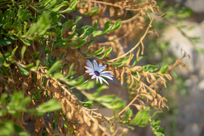 Close-up of flowering plant