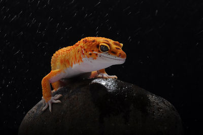 Close-up of a lizard on rock