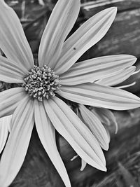 Close-up of daisy flowers