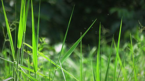 Close-up of grass on field