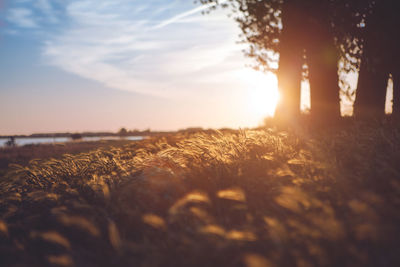 Scenic view of field against sky during sunset