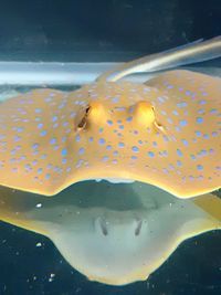 Close-up of fish swimming in sea