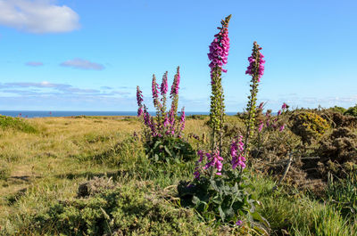 Purple flowering plants on field against sky