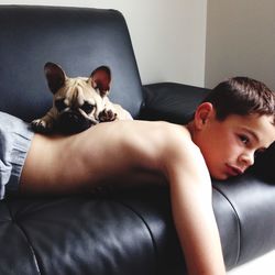 Portrait of dog resting on sofa