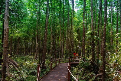 Rear view of friends walking on footbridge in mangrove forest