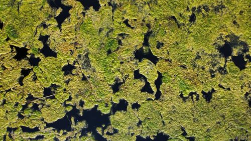 Full frame shot of moss growing on tree