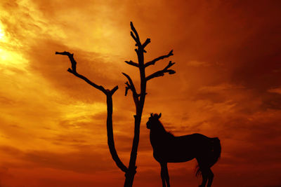 Silhouette horse against orange sky