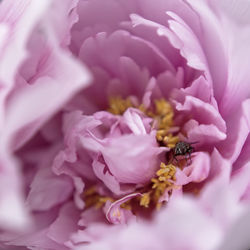 Close-up of bee on pink flower