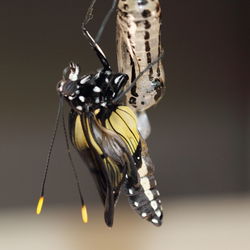 Close-up of butterfly on flower