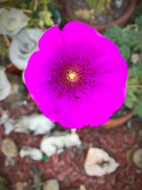 Close-up of purple flower blooming outdoors