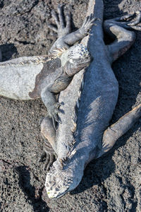 Marine iguana sleeping on sand
