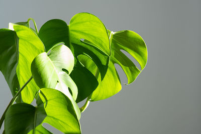 Close-up of green leaves monstera  plant against white background.  minimalism eco-friendly concept