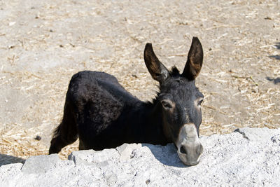 A cute donkey in the field