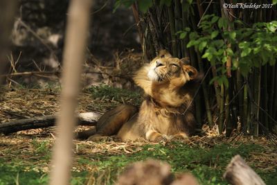 Lion sitting on field