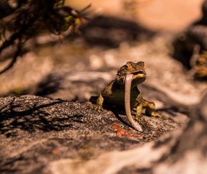 Close-up of lizard