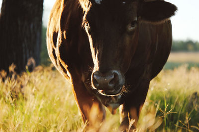 Cow standing in a field