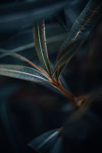 Close-up of plant