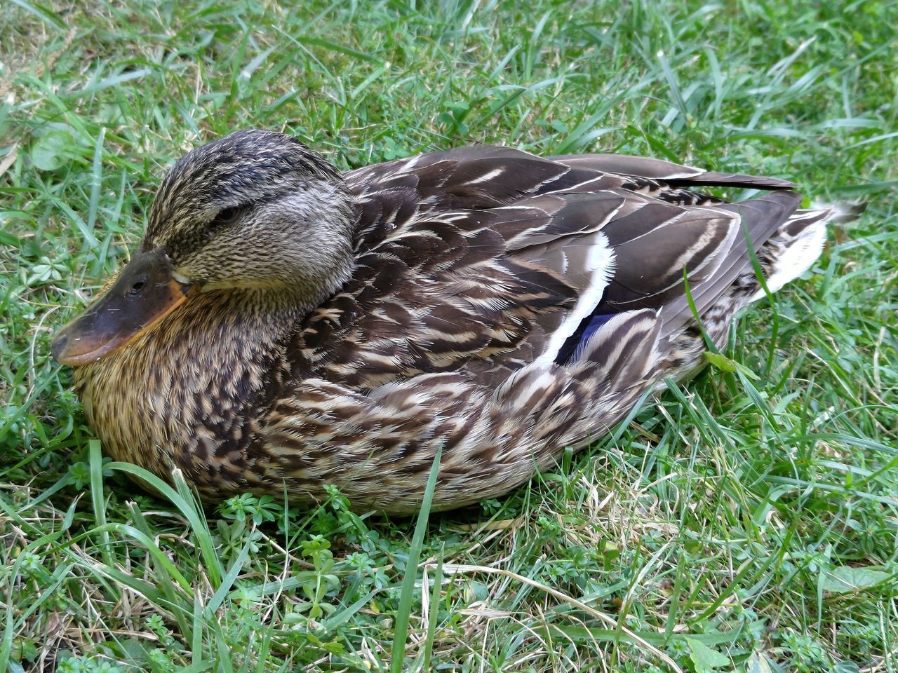 animal themes, duck, animal, mallard, bird, grass, animal wildlife, ducks, geese and swans, wildlife, water bird, beak, plant, one animal, nature, mallard duck, poultry, field, land, no people, green, day, high angle view, wing, outdoors, close-up
