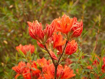 Close-up of red flowering plant