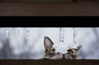 Snow on cat during winter