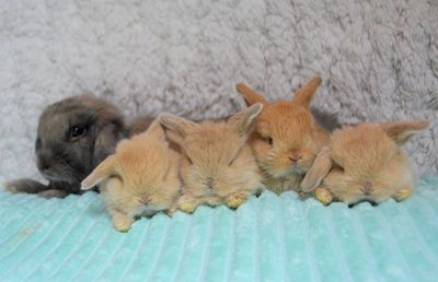 High angle view of dog sleeping