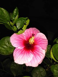 Close-up of pink hibiscus flower