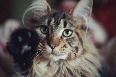 Close-up portrait of cat