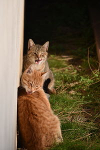 View of a cat sitting
