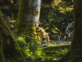 Dog running in forest