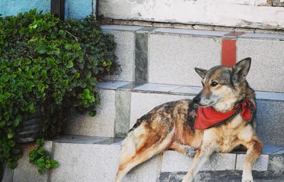 Portrait of dog sitting outdoors