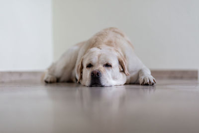 Portrait of a yellow lab lying on floor, indoor