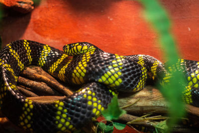 Close-up of snake