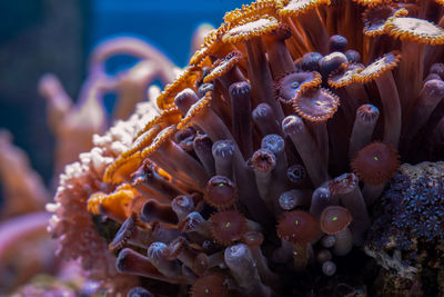 Colored corals in the marine aquarium. close-up photo.