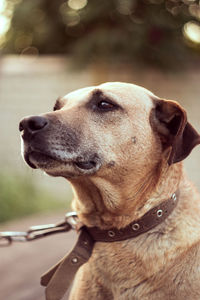 Close-up of dog looking away