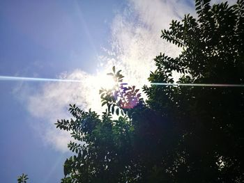 Low angle view of trees against sky