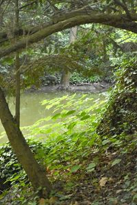 Trees growing in forest