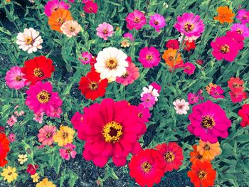 Close-up of red flowers