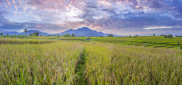 Scenic view of agricultural field against sky