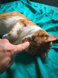 High angle view of cat sleeping on bed