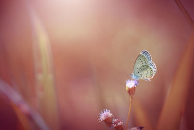 Close-up of butterfly pollinating on pink flower