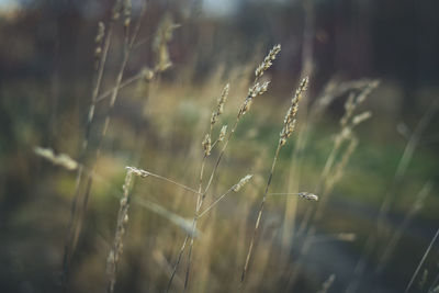 Close-up of crop growing on field