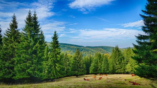 Cows on field amidst trees against blue sky